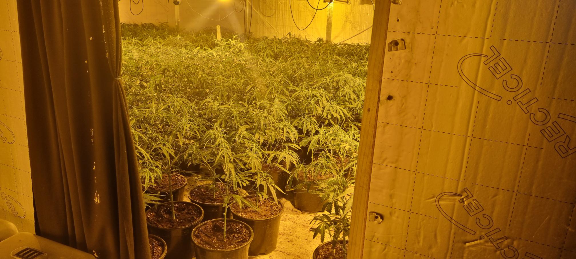 WYP cannabis Liversedge drugs_two